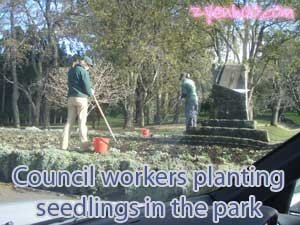 Council workers planting seedlings in the park