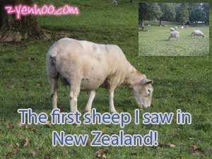 The first sheep I saw in New Zealand!