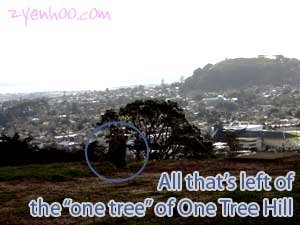 All that's left of the one tree of One Tree Hill