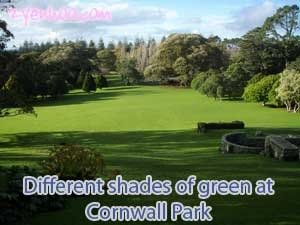 Different shades of green at Cornwall Park