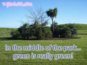 In the middle of the park... green is really green!