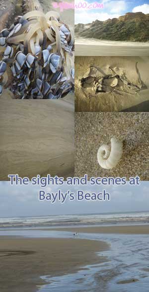 The sights and scenes at Bayly's Beach