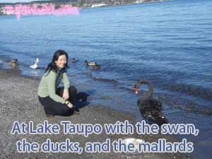 Lake Taupo with the swans, the ducks, and the mallards