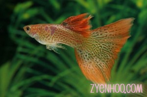 UPDATE: I have an empty aquarium that's been sitting in my corner for months, and that's really bad feng shui. I do want to get fish to put in them, but somehow I never got around to it. Well... since my birthday is coming up, what better way to get them than to ask for them, right? I want guppies because I heard they're pretty easy to care for. I had several fighting fish a few years ago but THEY ALL DIED... even though I was told they were very easy to care for. So... no. I don't want to kill more innocent fighting fish. (In case you're wondering, I followed all instructions carefully. Problem was, I got different instructions from different people. And no, I did not keep them in the same tank!)