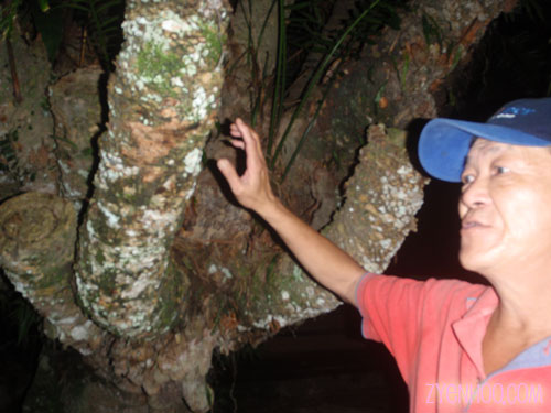 Our guide, Man as he points out this tree during our night trek